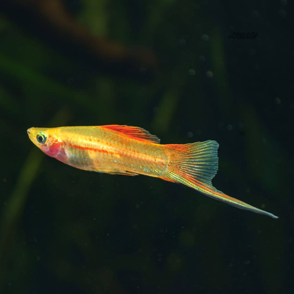 Pineapple Swordtail