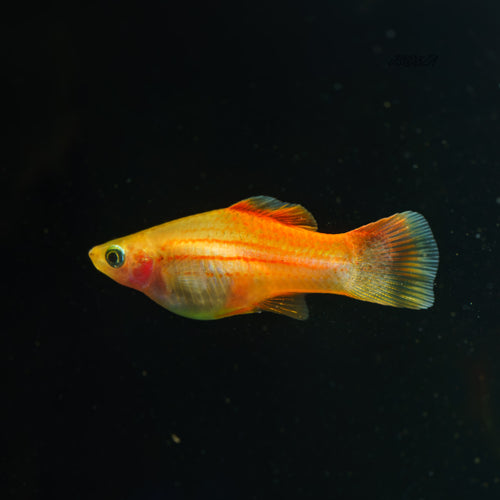 Pineapple Swordtail