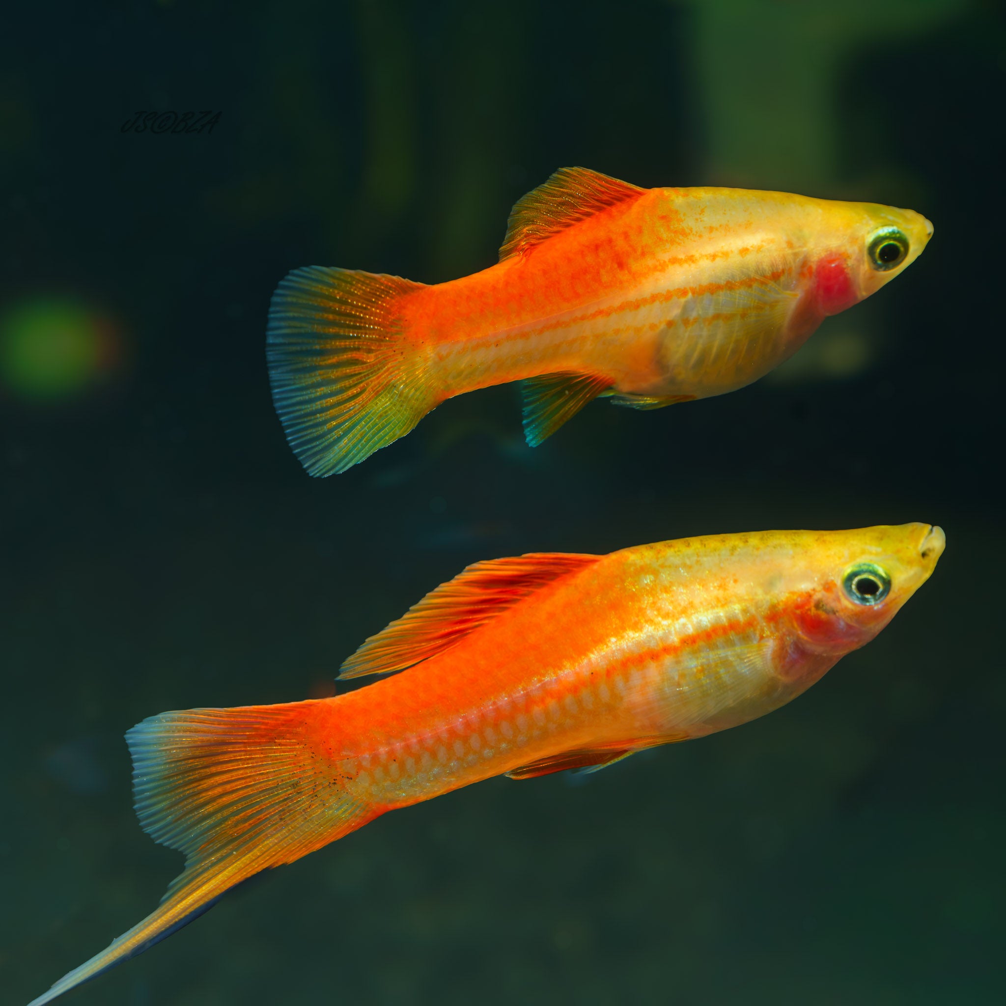 Pineapple Swordtail