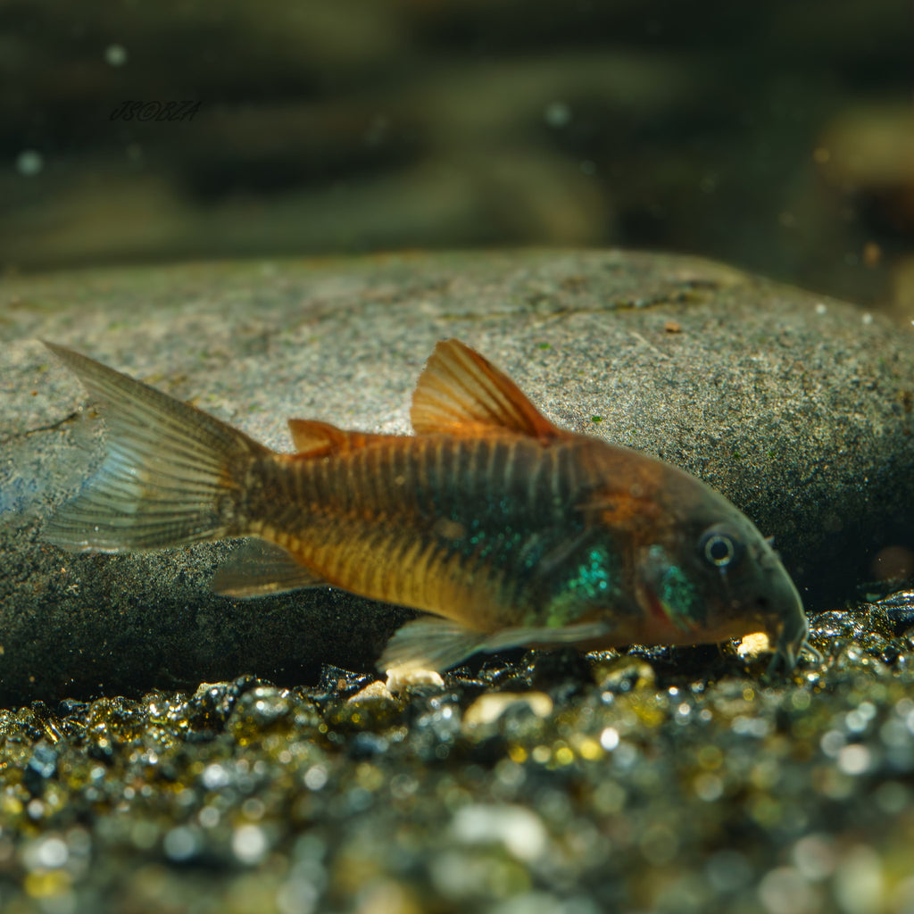 Red Venezuelan Sailfin Corydoras