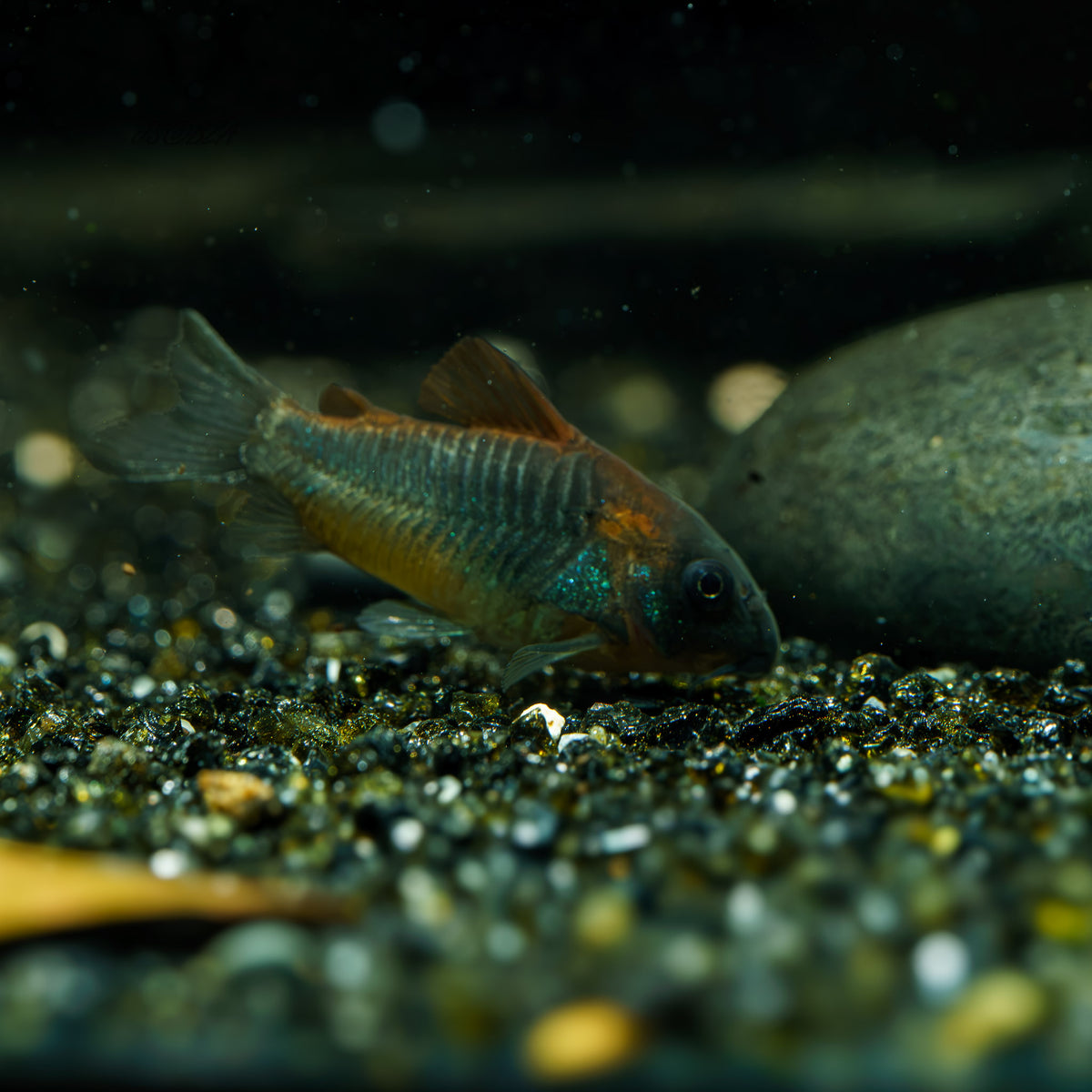 Red Venezuelan Sailfin Corydoras
