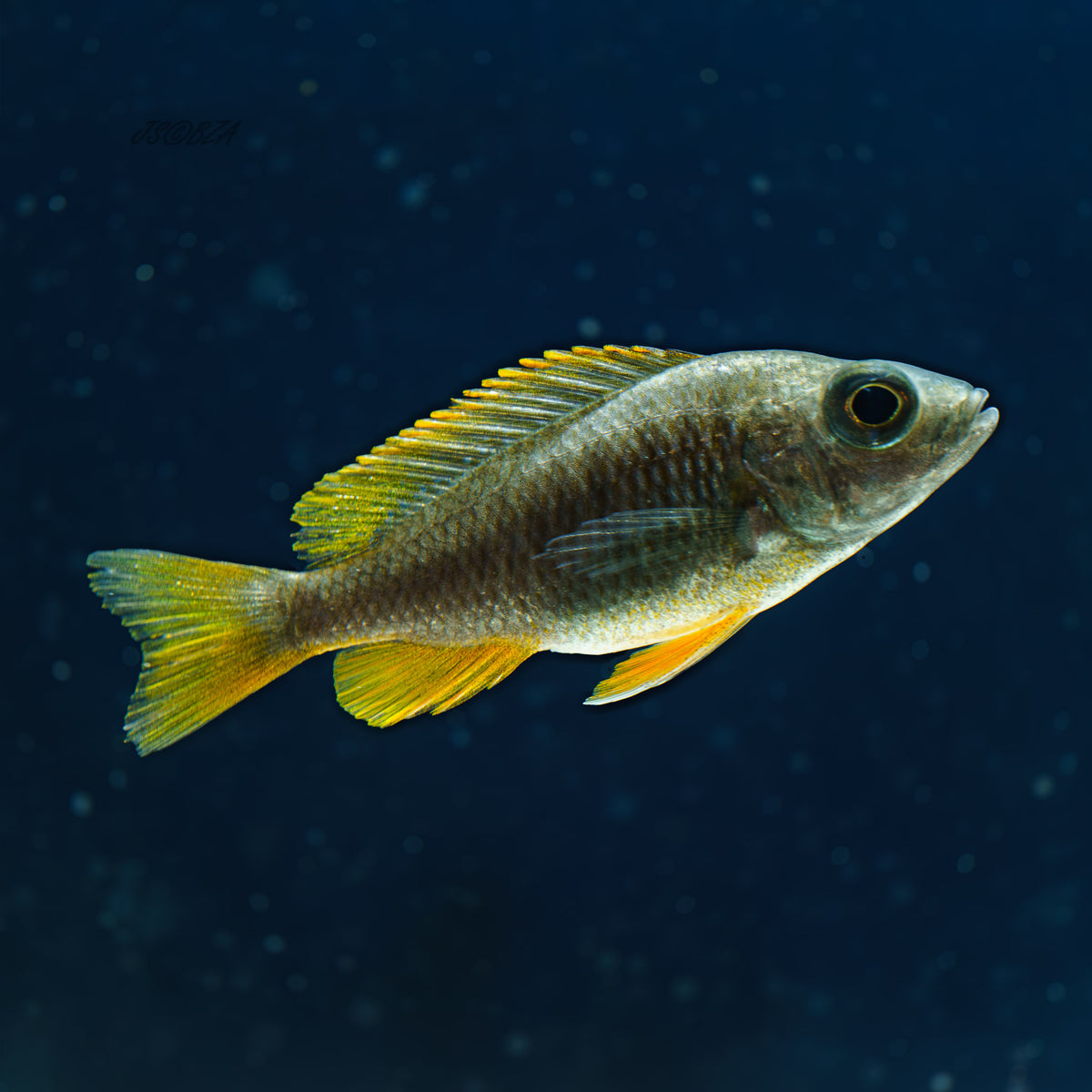 Redfin Borleyi