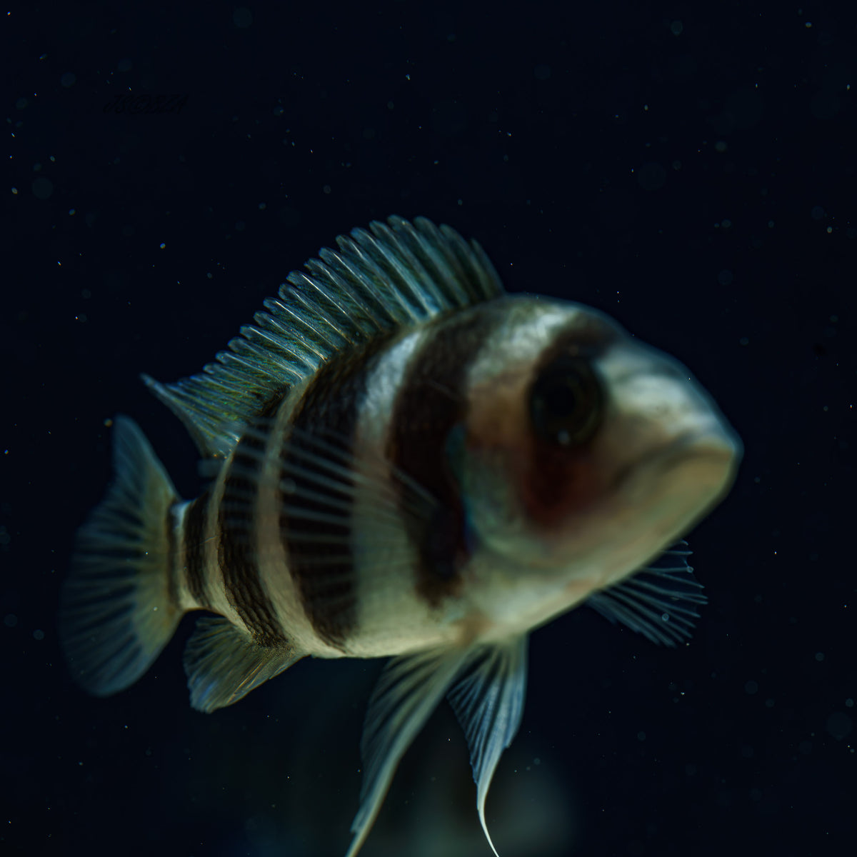 Frontosa Cichlid