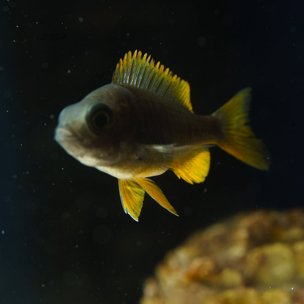 Redfin Borleyi