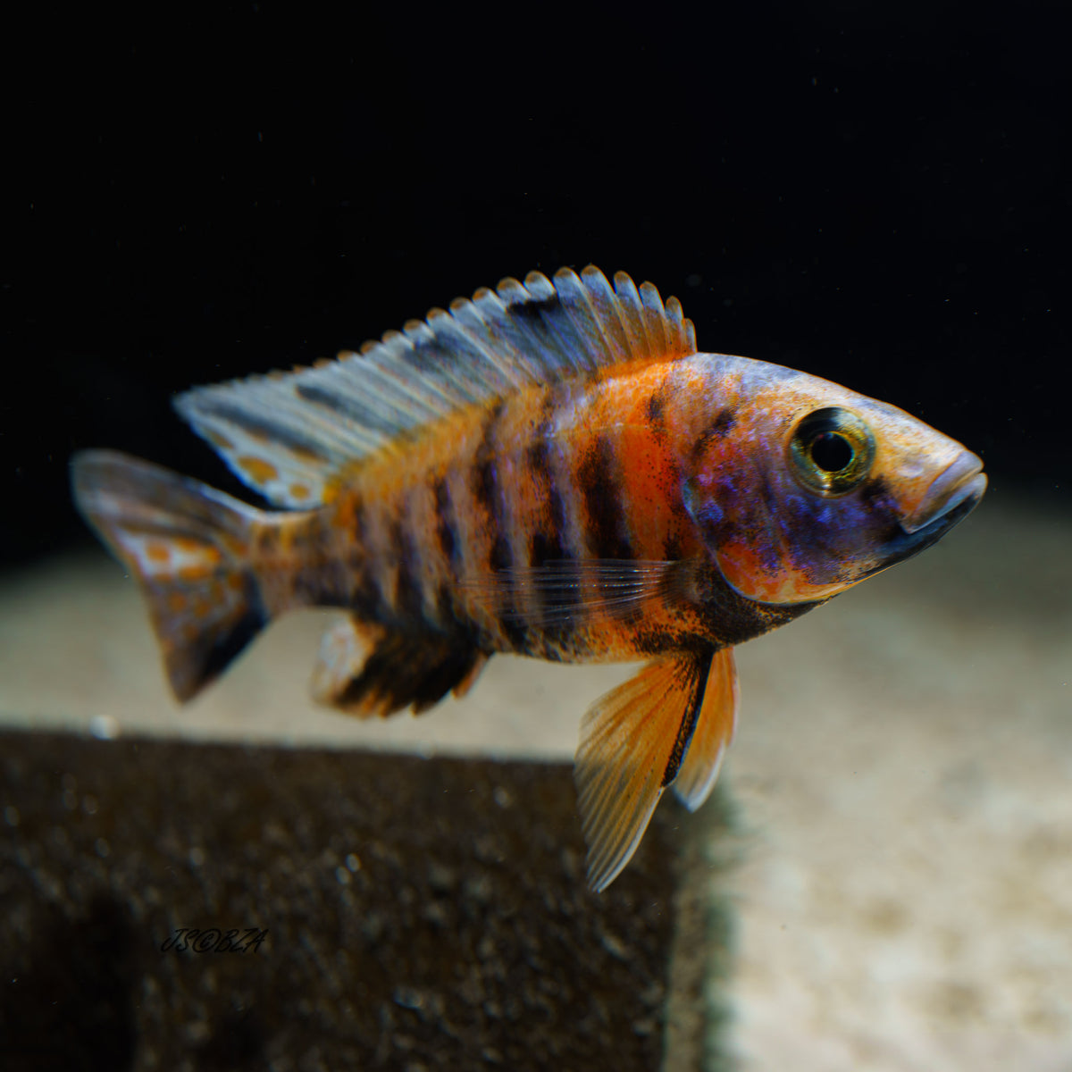 Kaleidoscope Peacock Cichlid