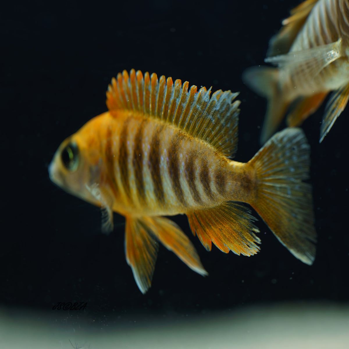 Red Eureka Peacock