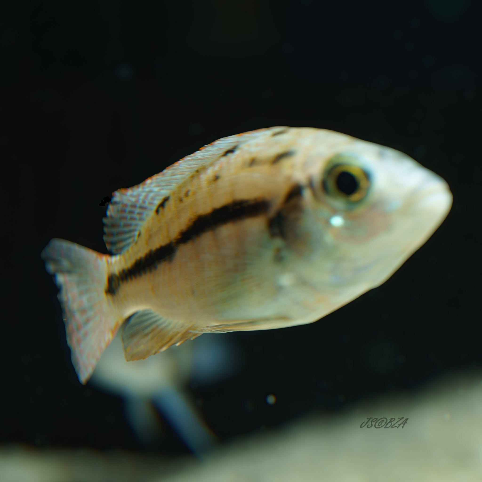 Red Empress Cichlid