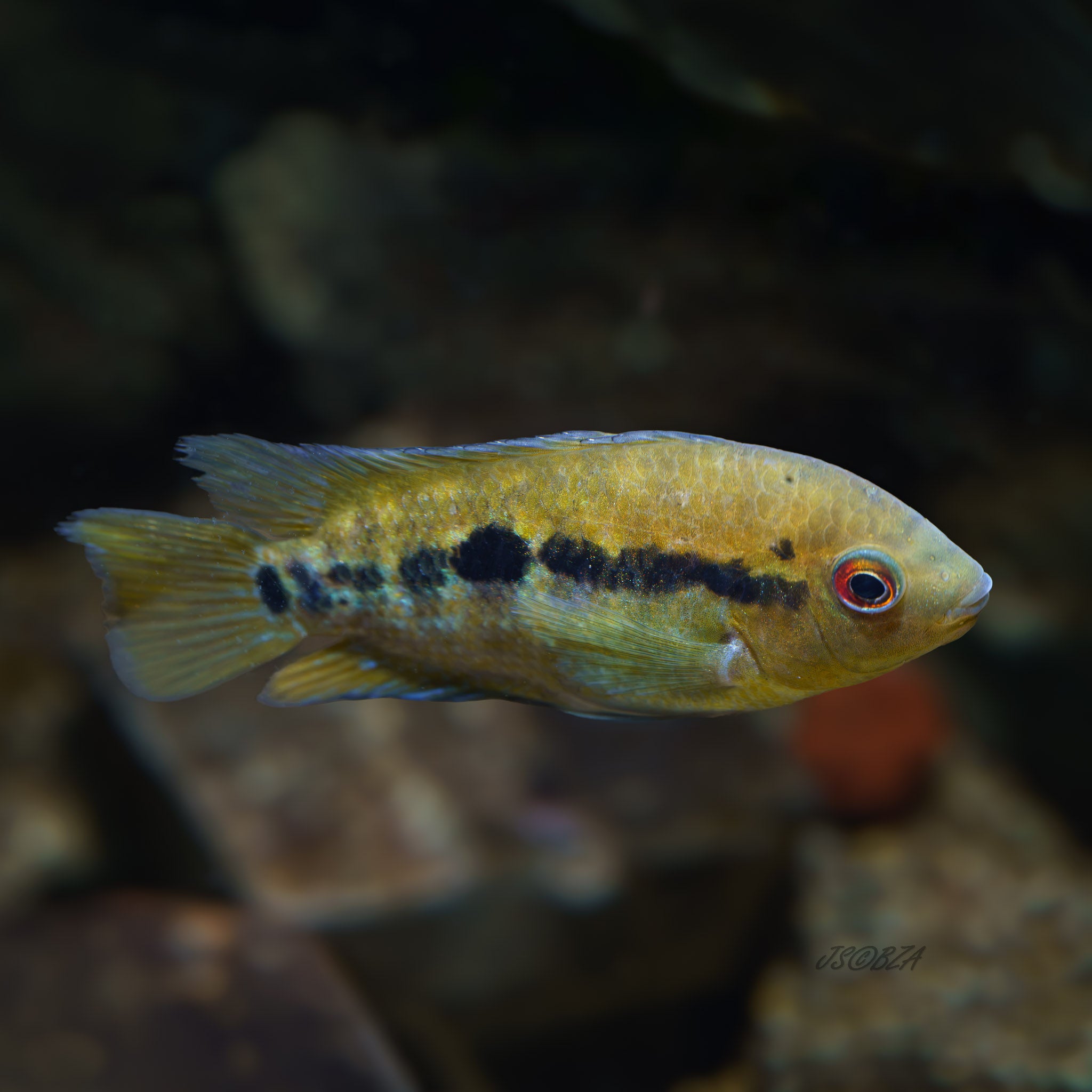 Rainbow Cichlid