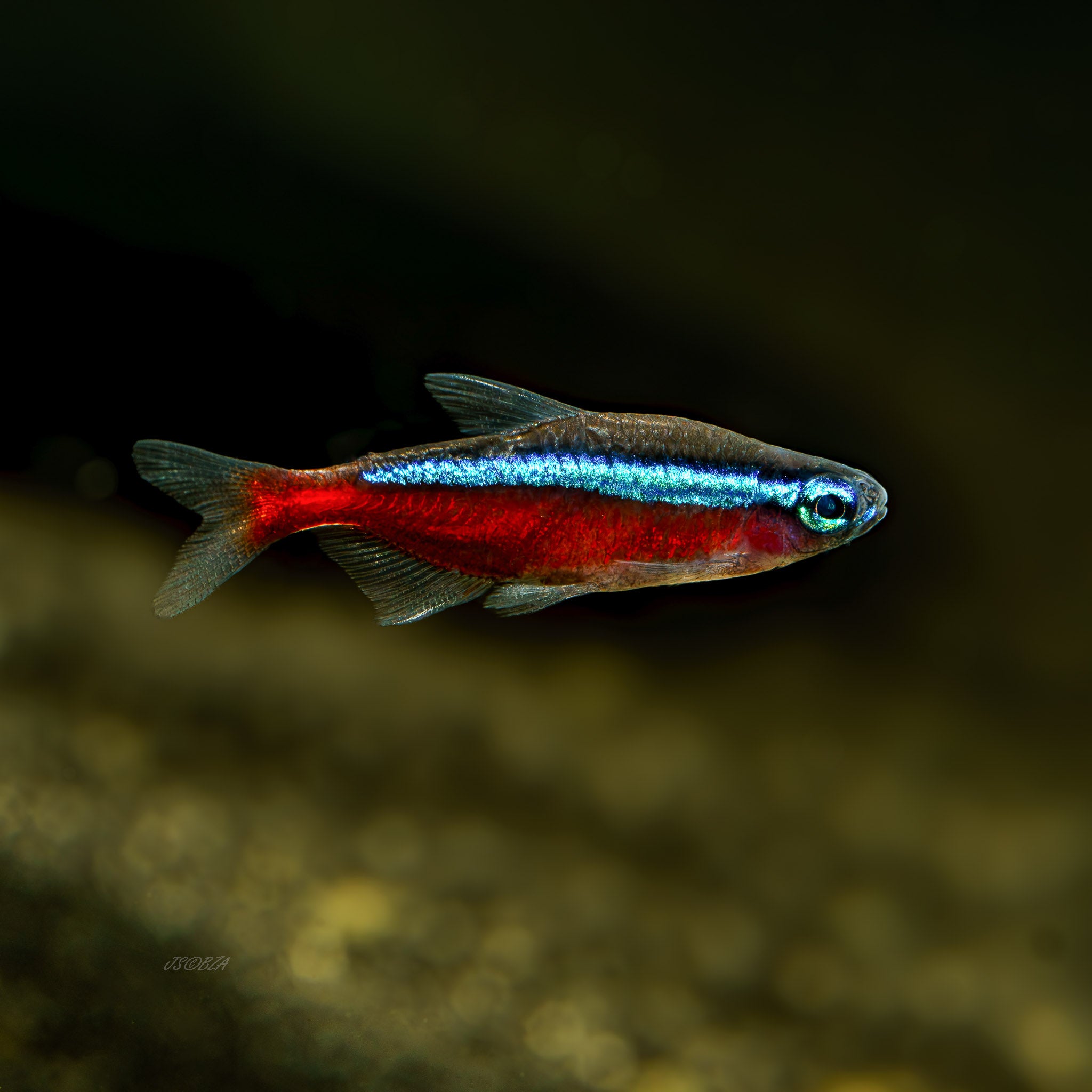Cardinal Tetra