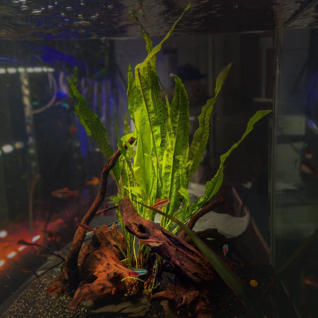 Java Fern growing on driftwood in an aquarium.