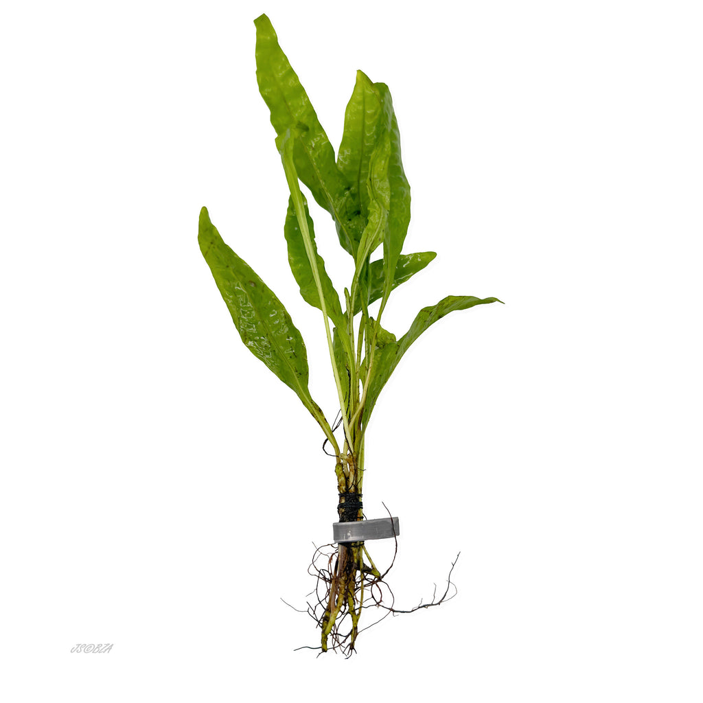 Java Fern with a weighted base and exposed roots on a white background.