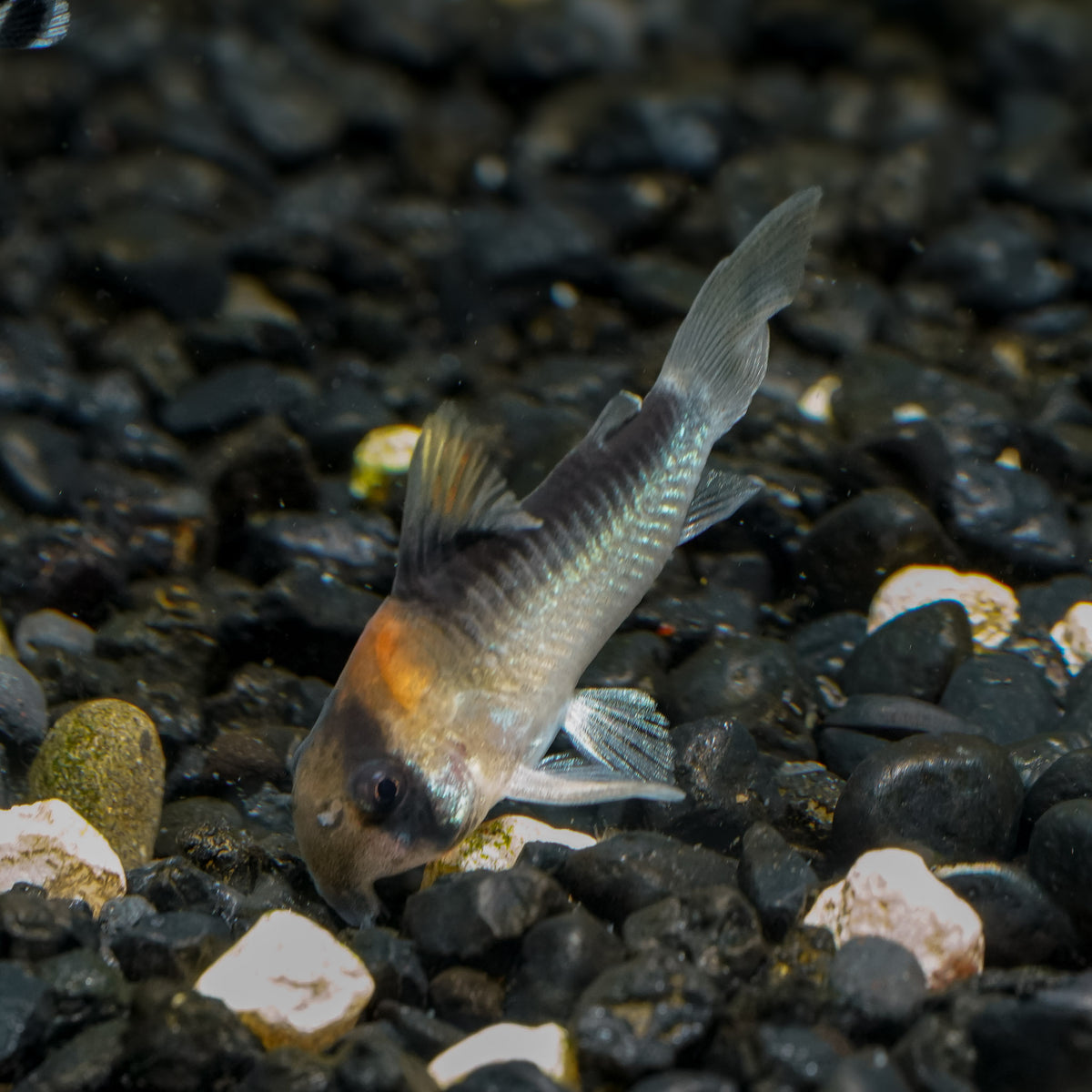Corydoras adolfoi