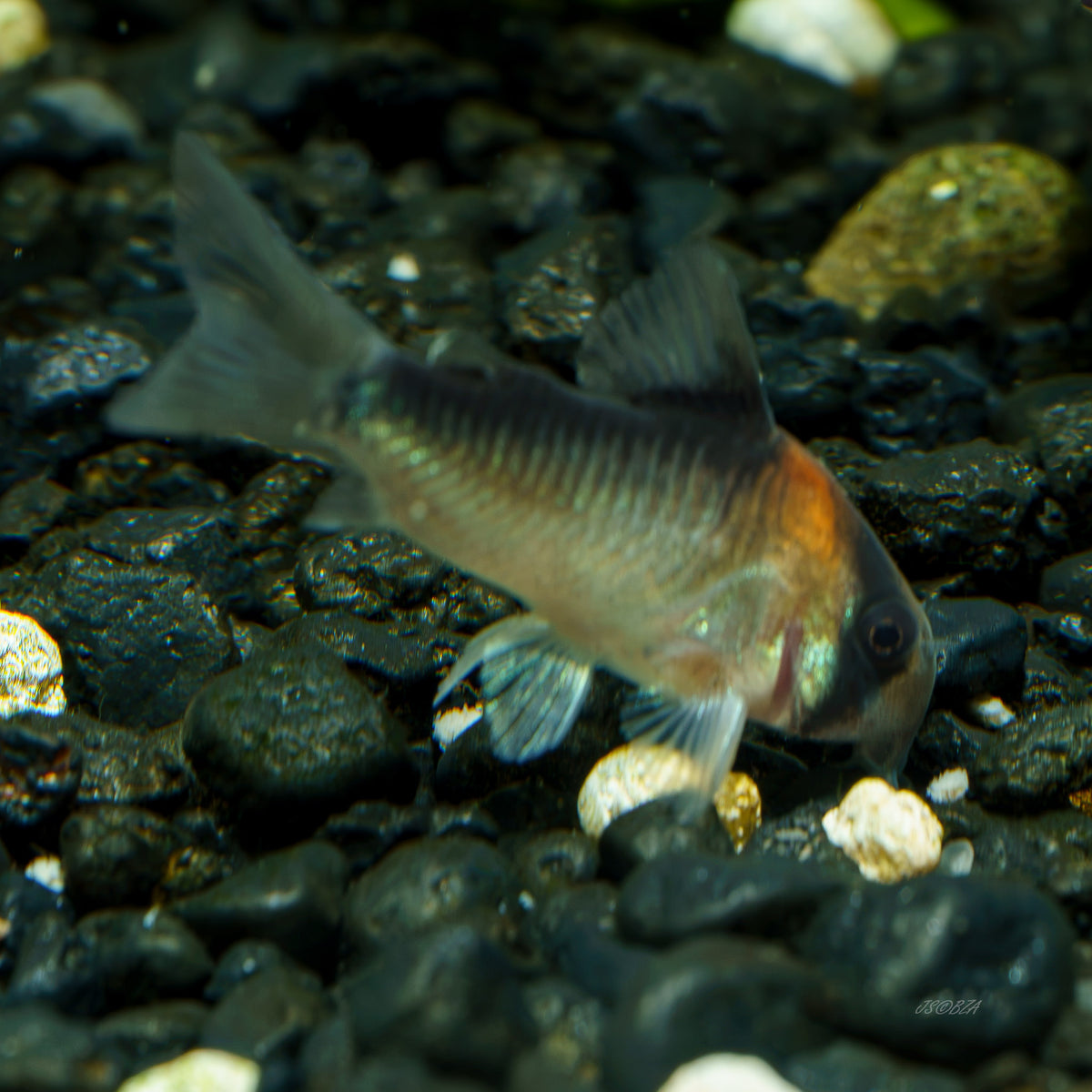 Corydoras adolfoi