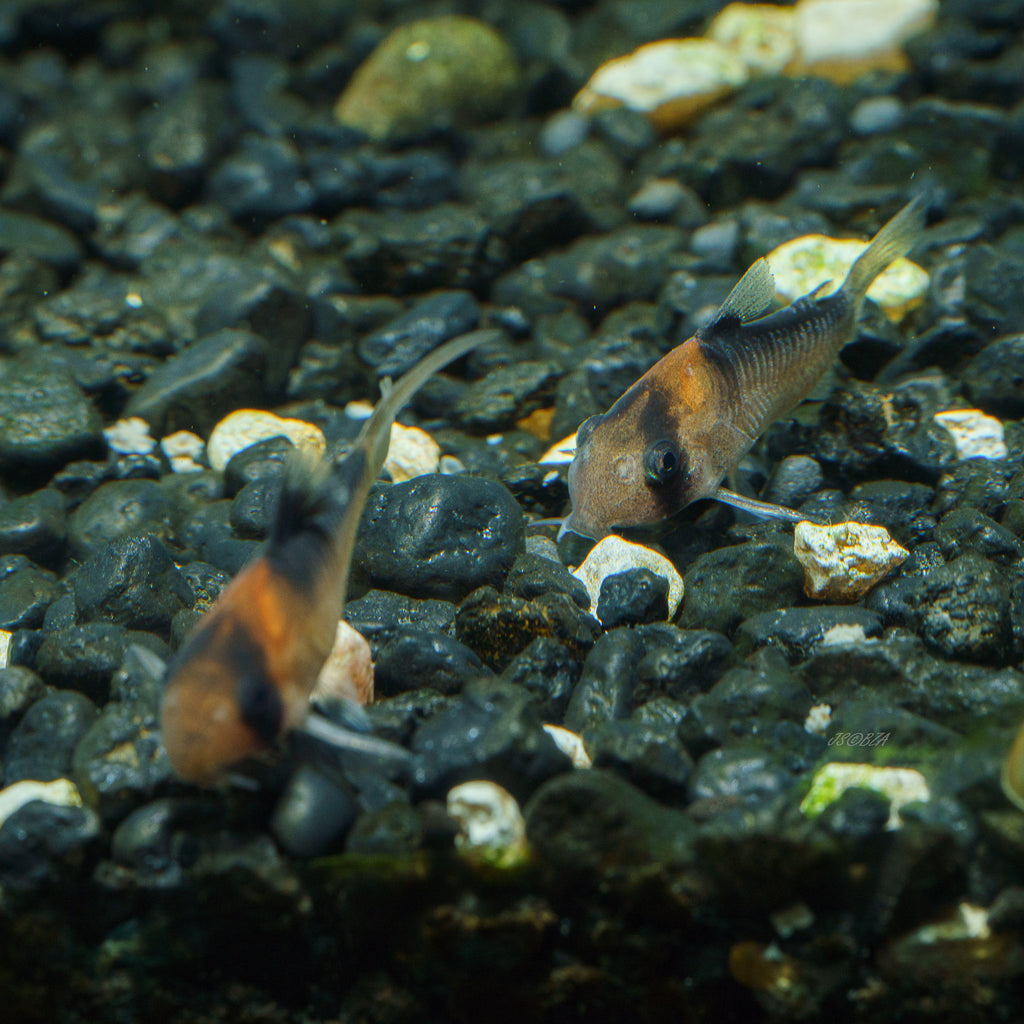 Corydoras adolfoi
