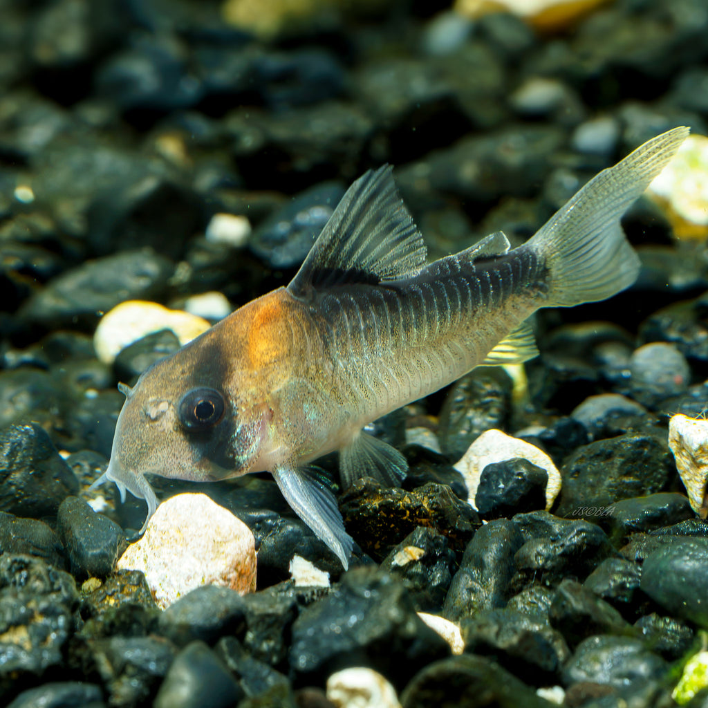 Corydoras adolfoi