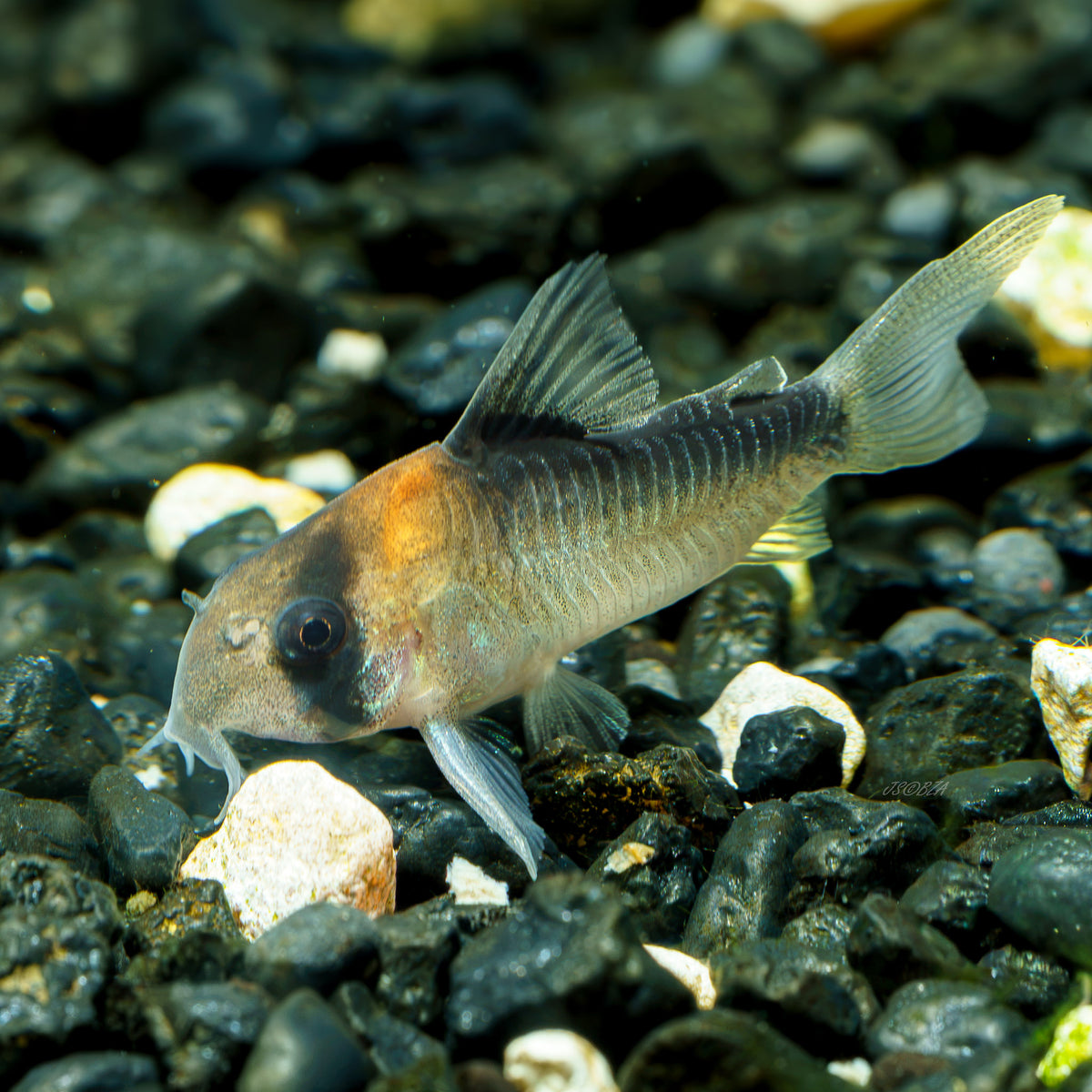 Corydoras adolfoi