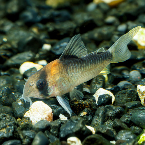 Corydoras adolfoi