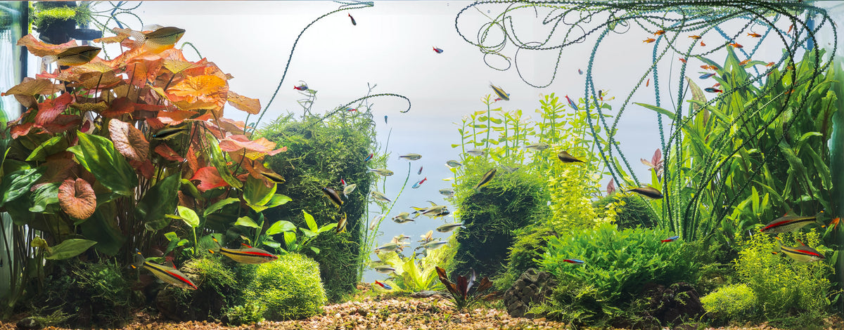 Blue Zone Aquarium