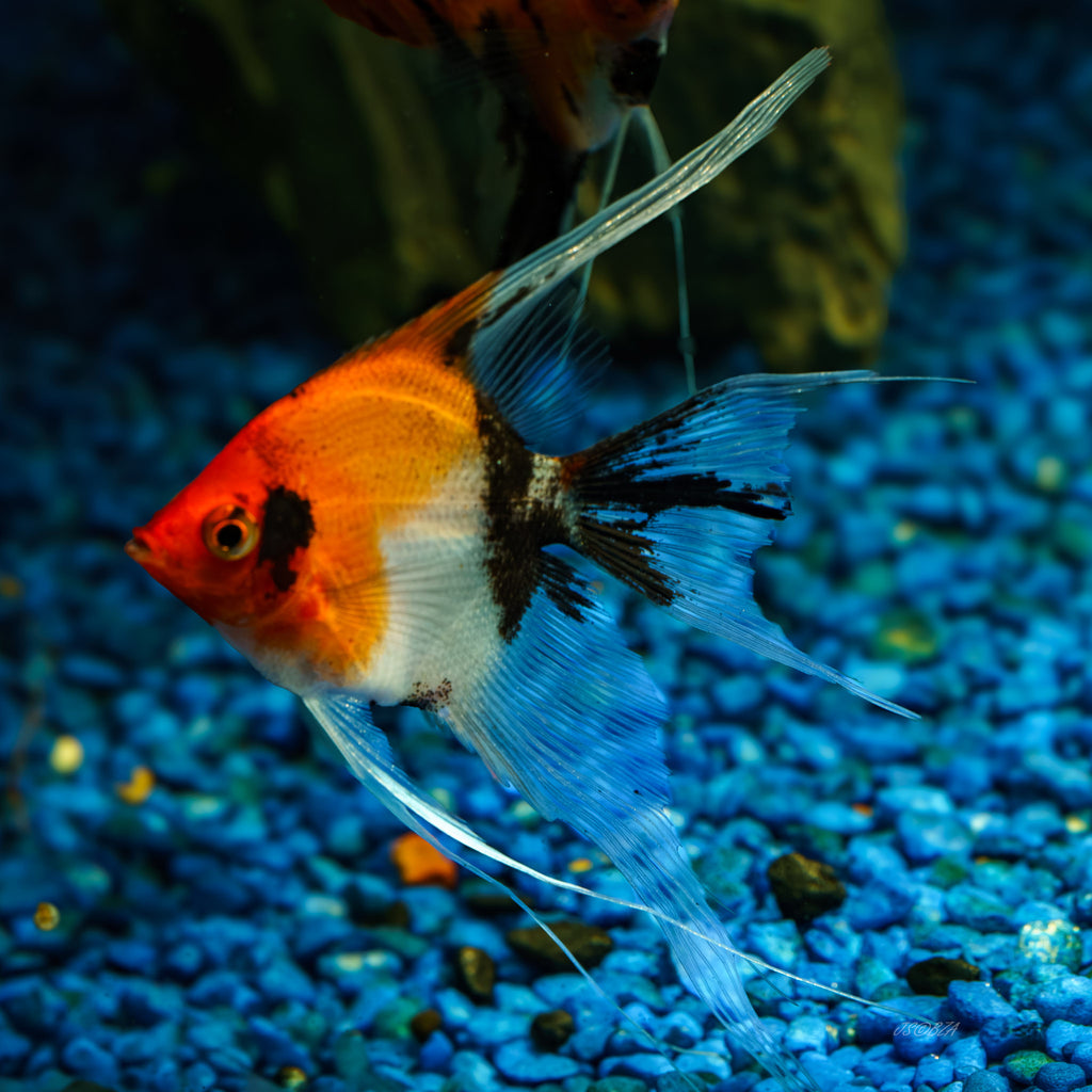 Red Devil Angelfish