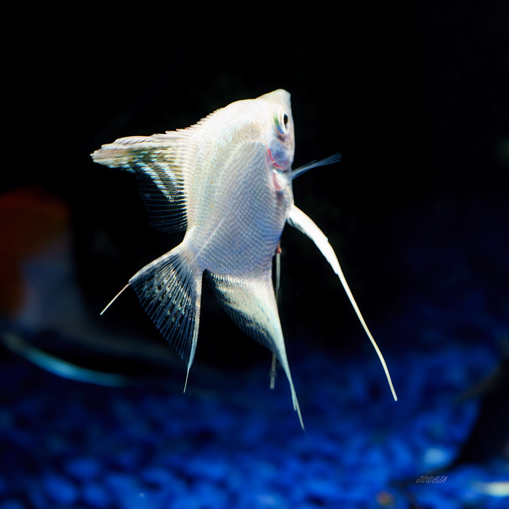 Platinum Angelfish