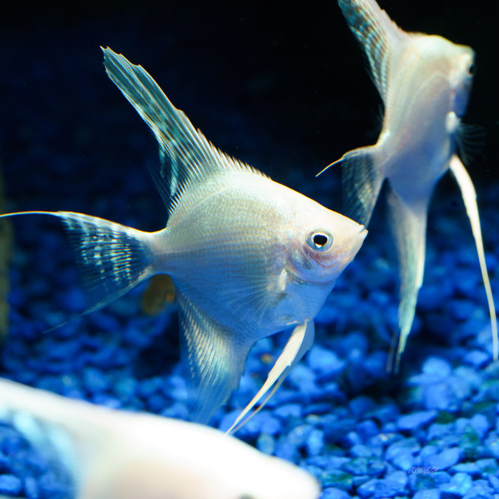 Platinum Angelfish