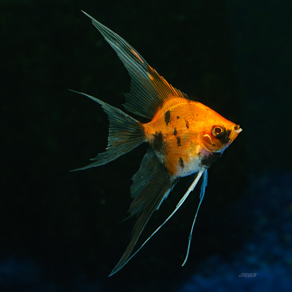 Red Devil Angelfish