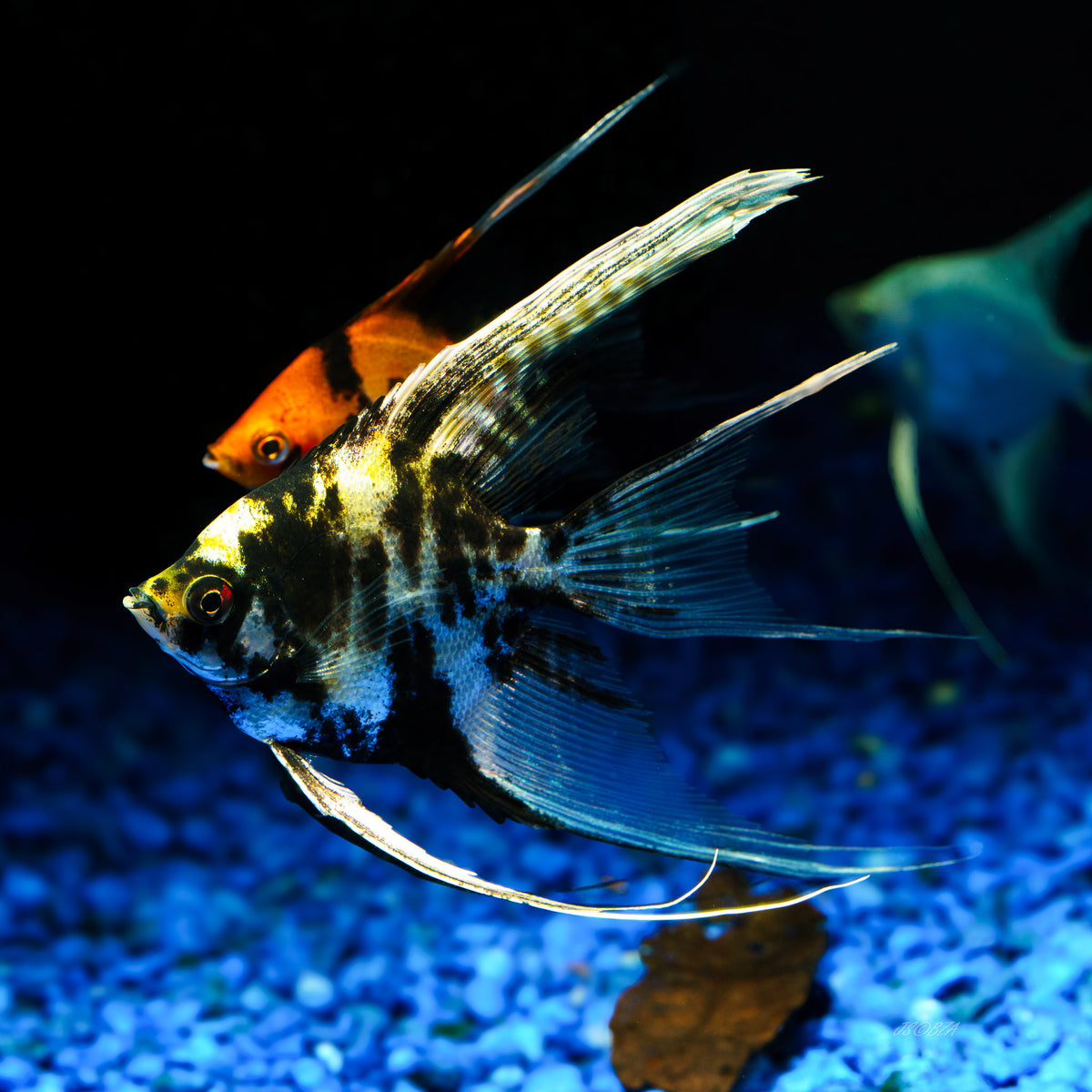 A close-up underwater photo of a black-and-white striped angelfish swimming in a blue-lit aquarium, with gravel at the bottom and another fish blurred in the background.