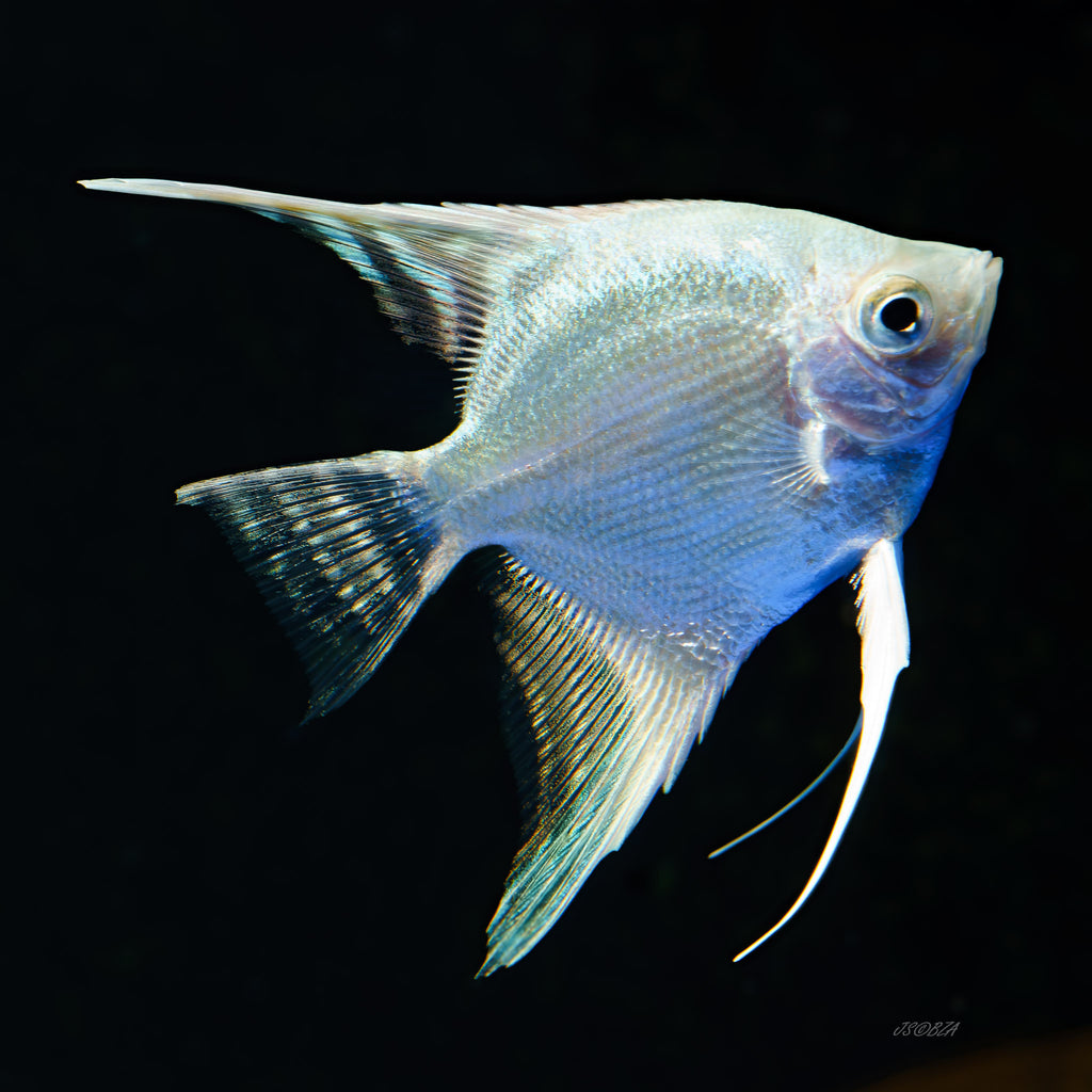 Platinum Angelfish