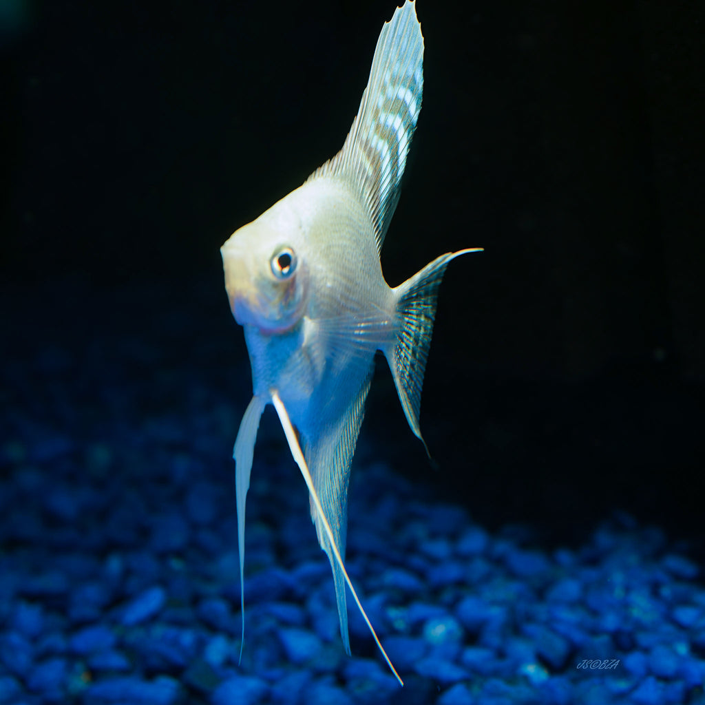 Platinum Angelfish