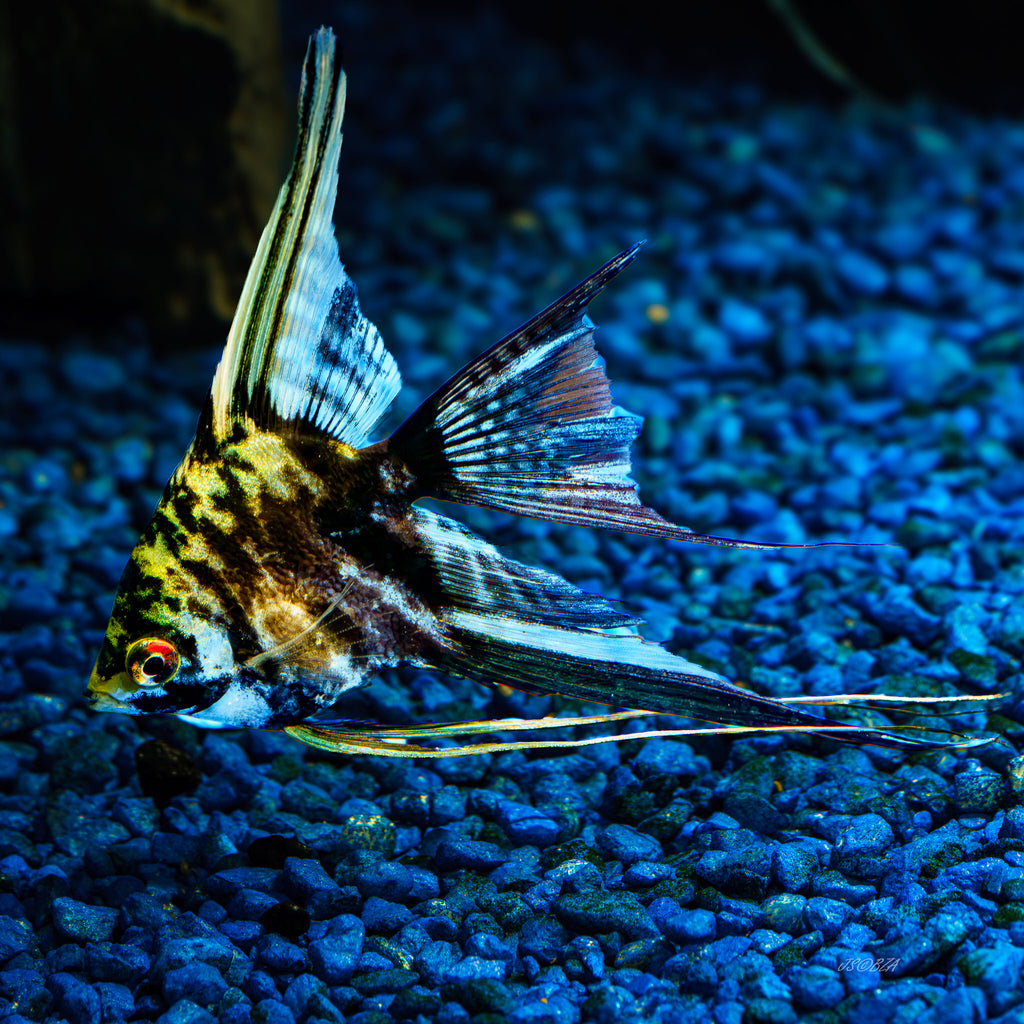 Marble Angelfish