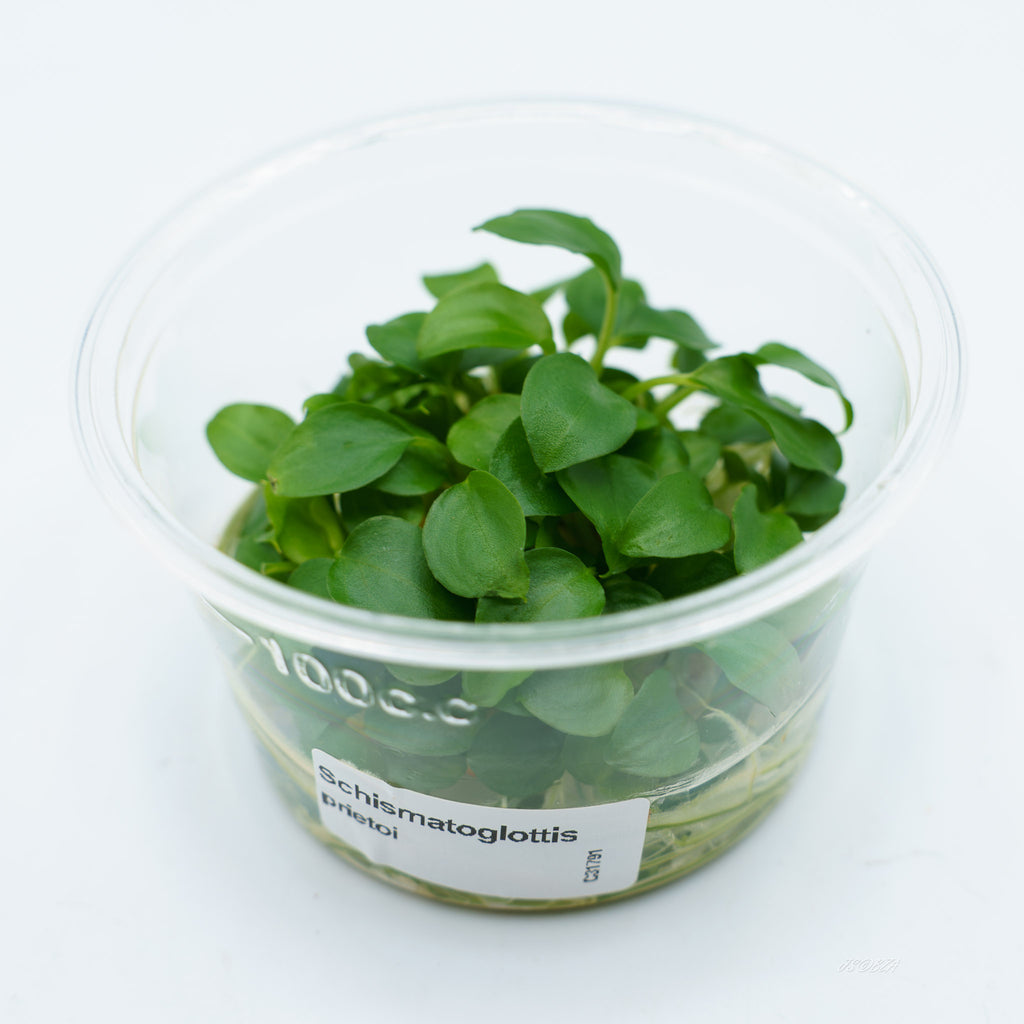 Schismatoglottis prietoi