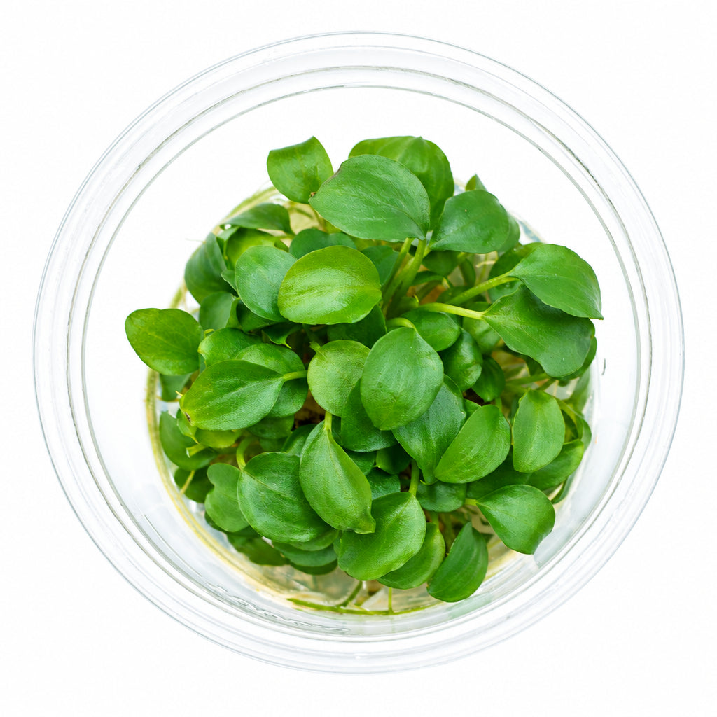 Top-down view of a small cluster of fresh green microgreens growing in clear water inside a round clear plastic container, set against a plain white background.