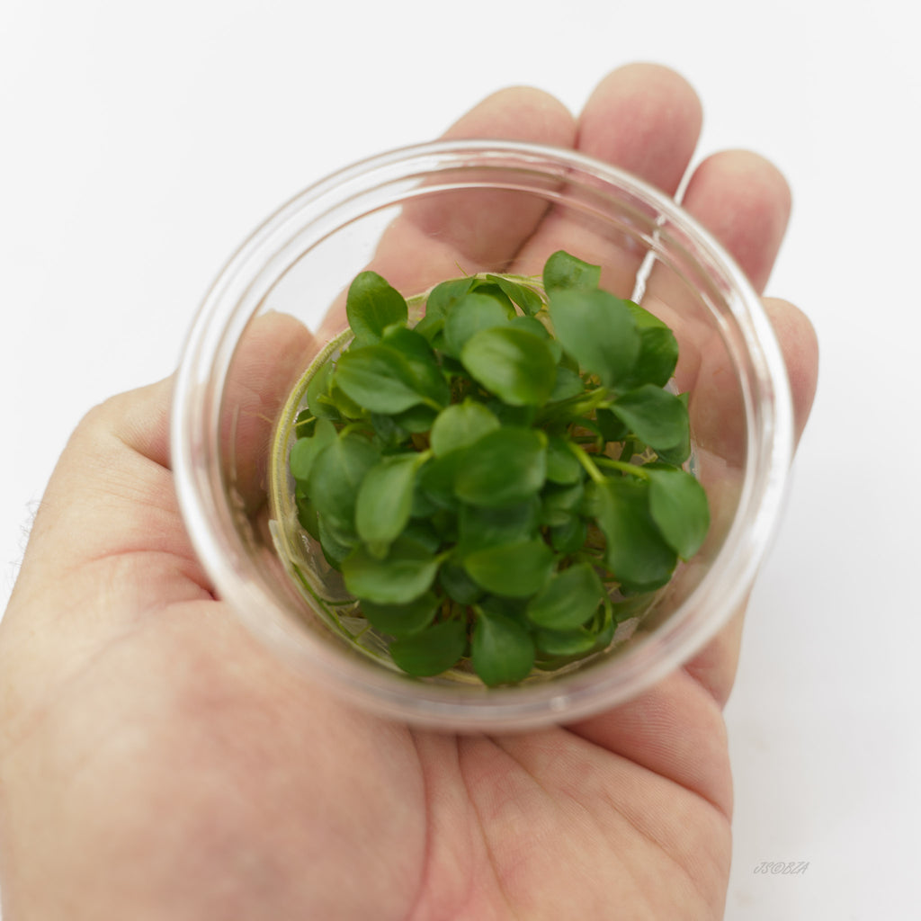Schismatoglottis prietoi