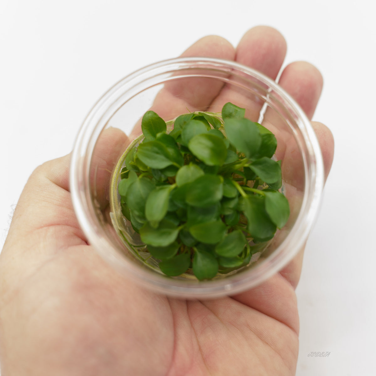 Schismatoglottis prietoi