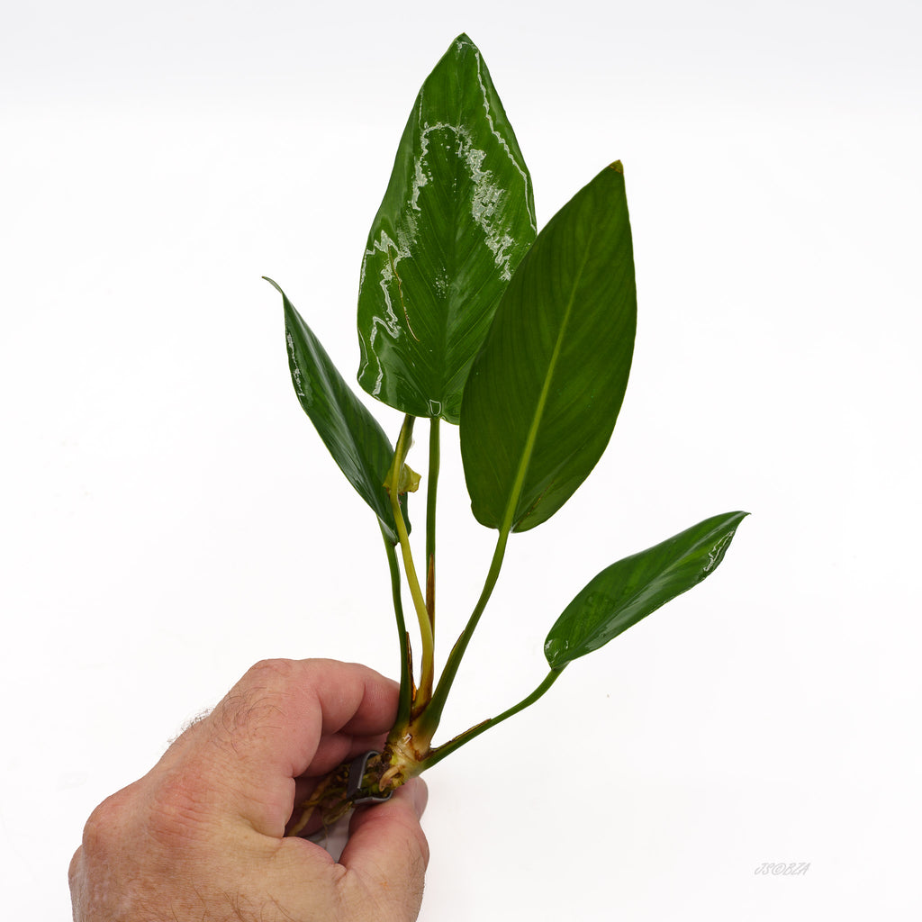 Anubias Congensis