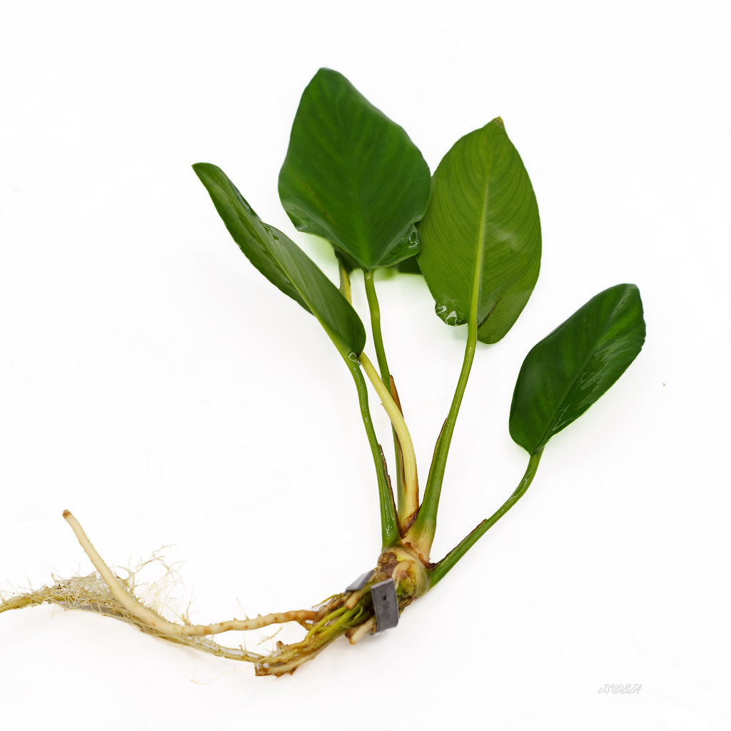 Anubias Congensis