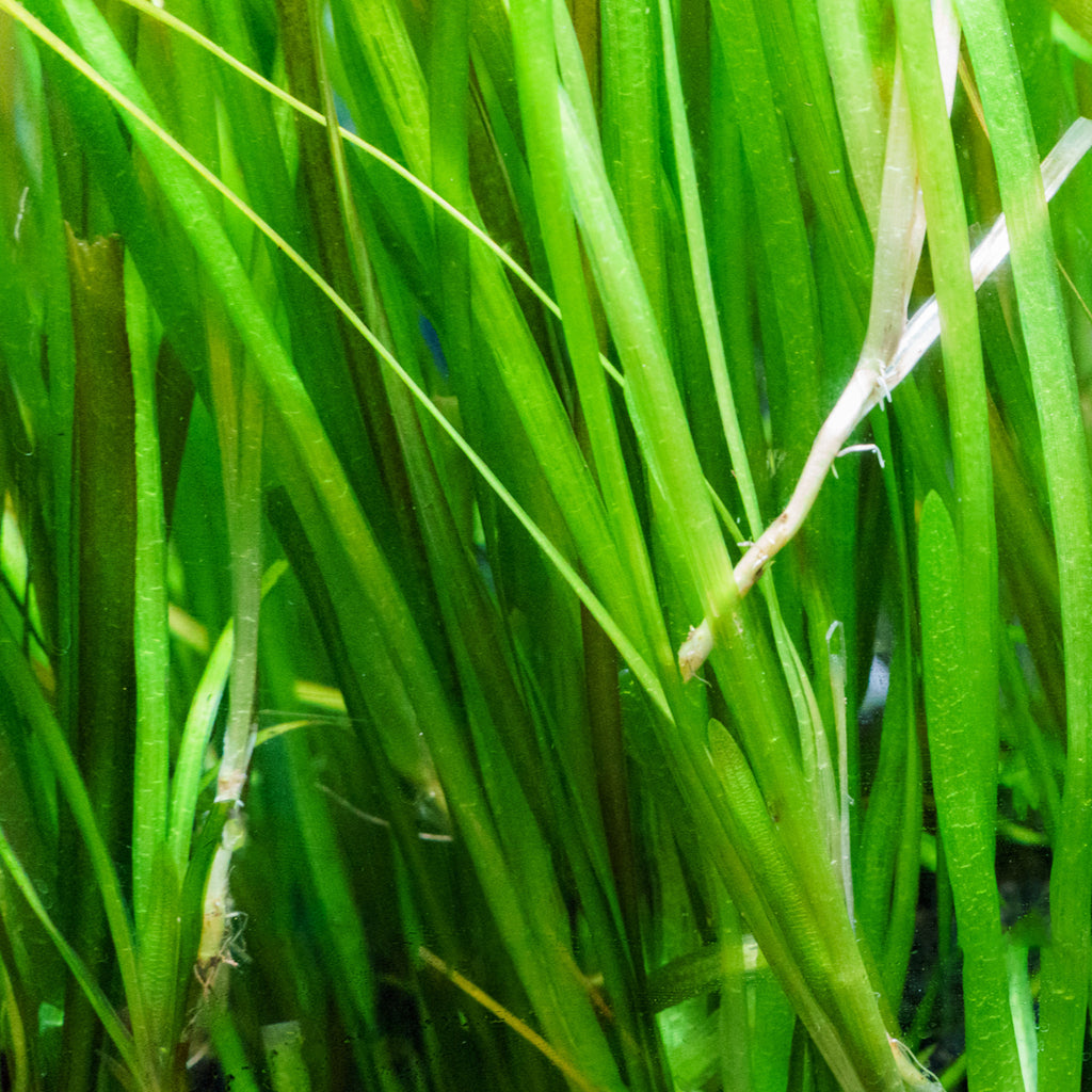 Vallisneria Spiralis