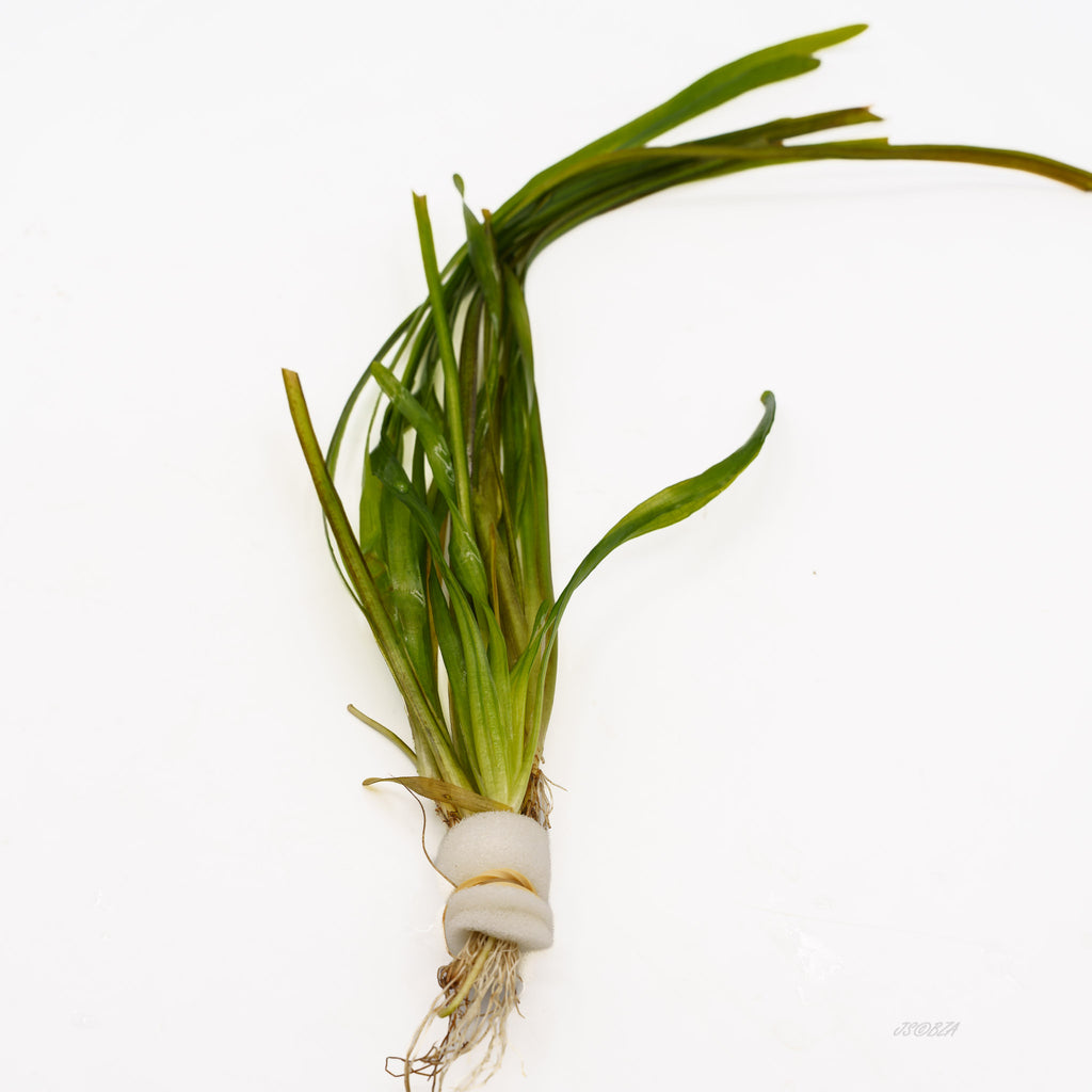 Vallisneria Spiralis