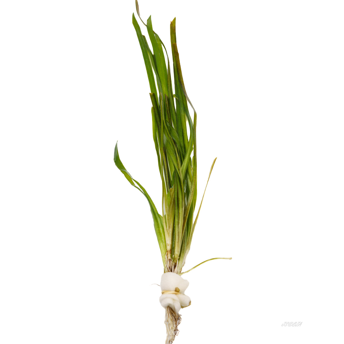 Vallisneria Spiralis