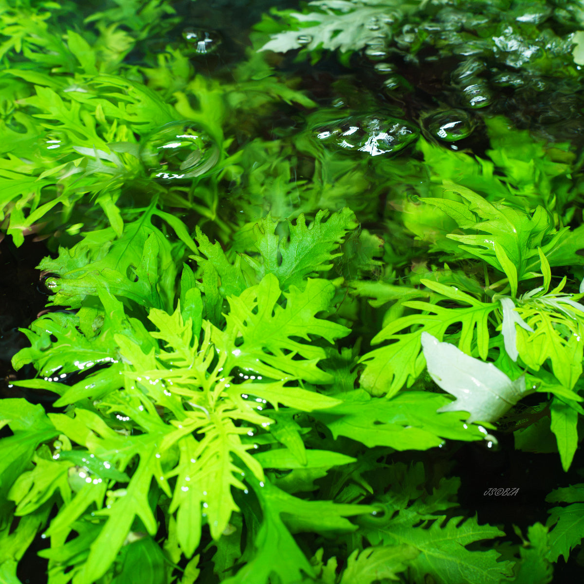 The water wisteria and an aquarium