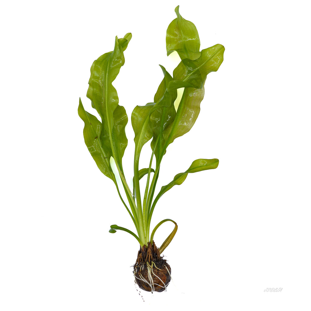 Aponogeton Ulvaceus