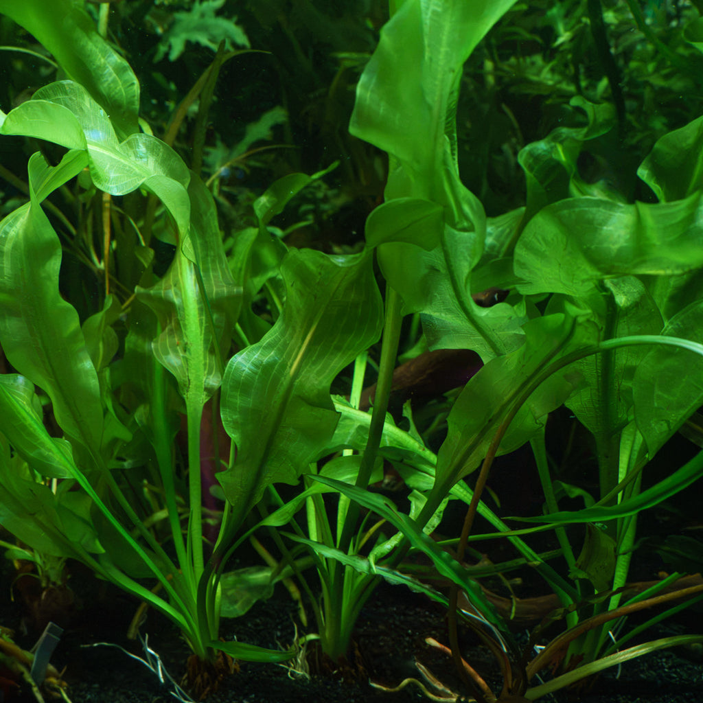 Aponogeton Ulvaceus