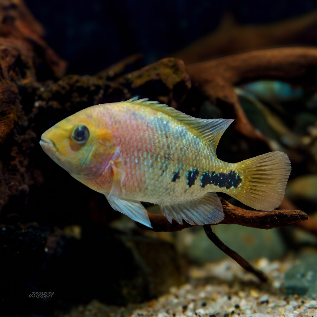 A live aquarium fish, likely a cichlid, with a pale yellow and pinkish body, translucent fins, and distinct black spots along its side, swimming in an aquarium with driftwood and sand.