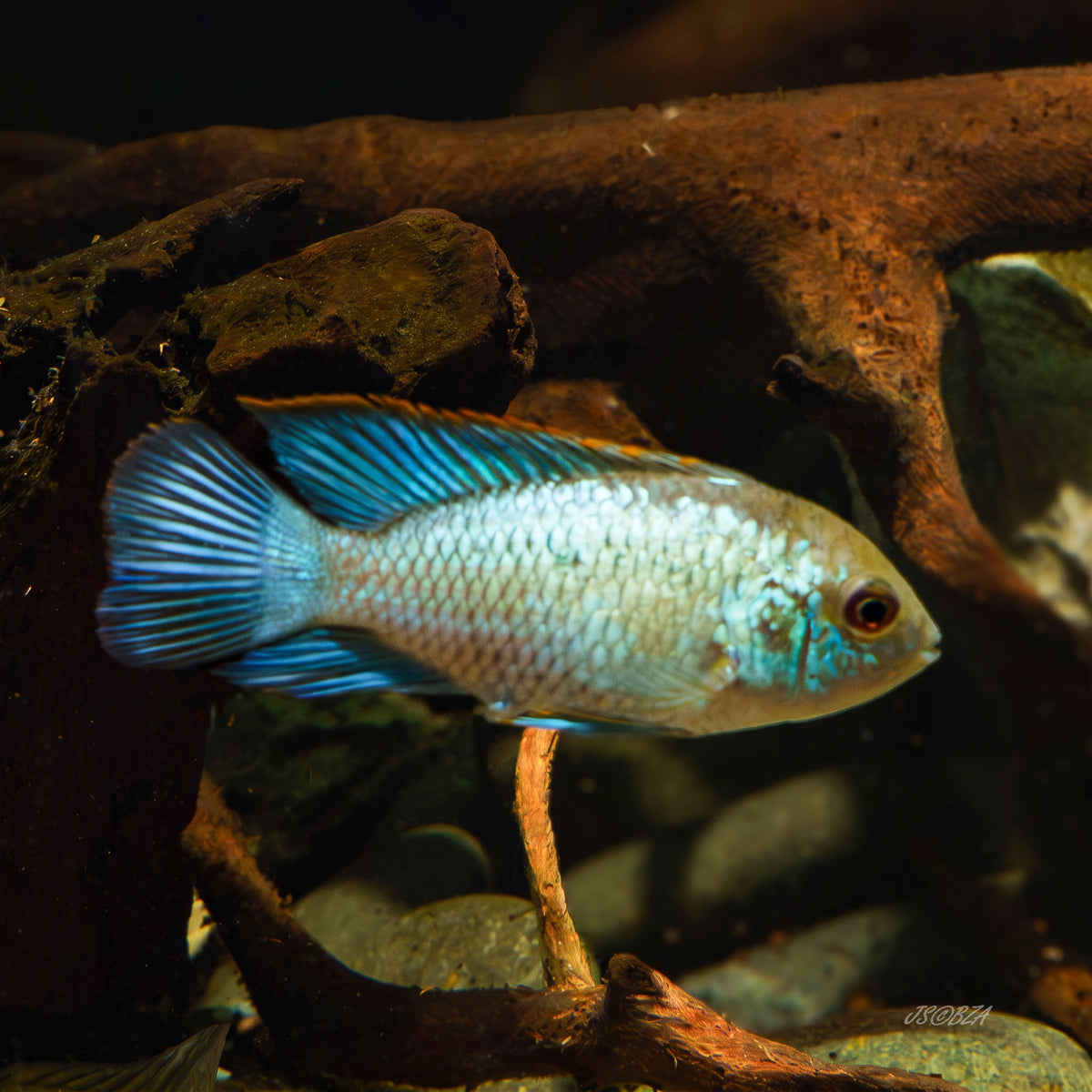 Electric Blue Acara