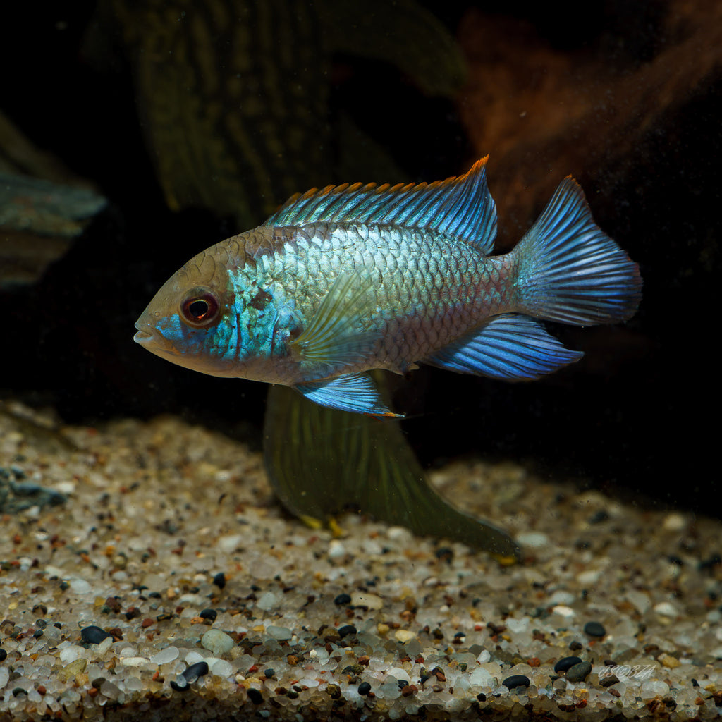 A live aquarium fish, likely a blue tetra or related cichlid, swimming in an aquarium with a gravel bottom and dark background.