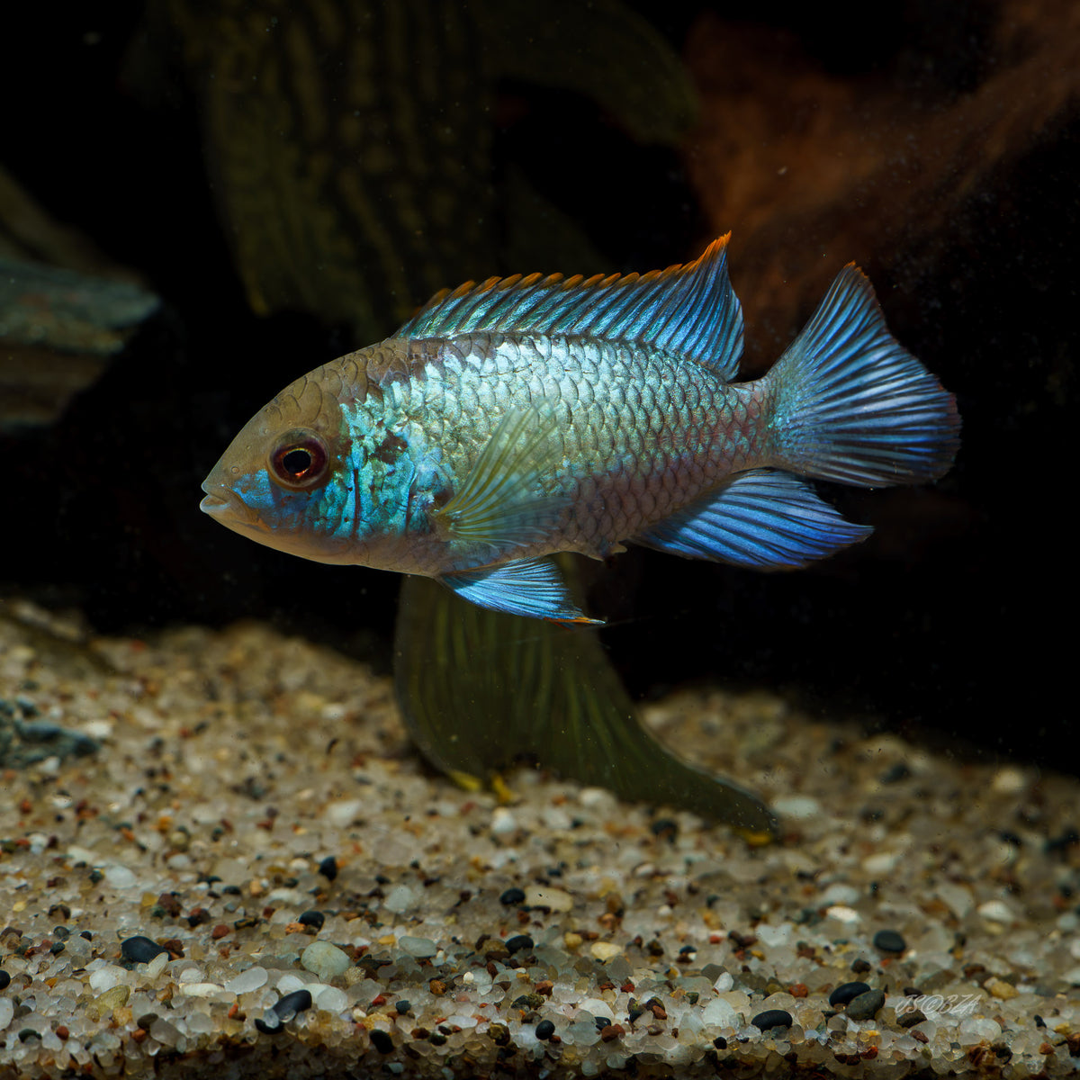 A live aquarium fish, likely a blue tetra or related cichlid, swimming in an aquarium with a gravel bottom and dark background.