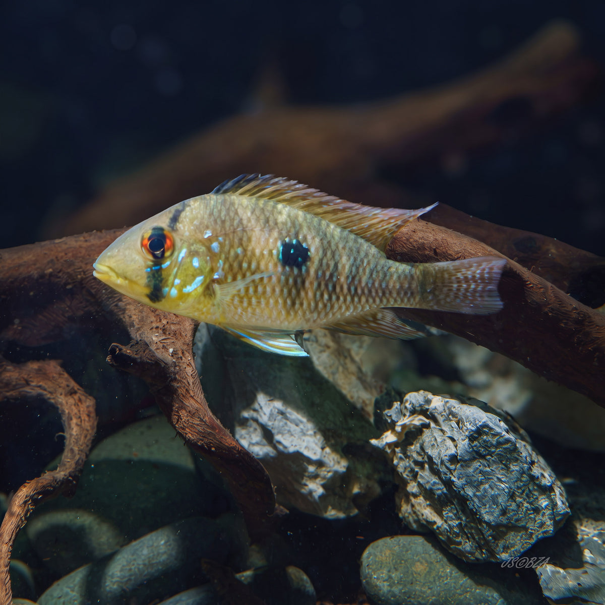 A live aquarium fish, likely a cichlid, with a yellowish-gold body, blue spots, and a prominent red and black eye, swimming in an aquarium with driftwood and rocks.