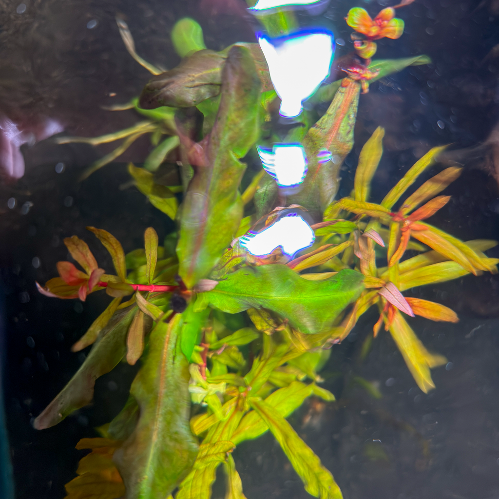 Ammannia Senegalensis