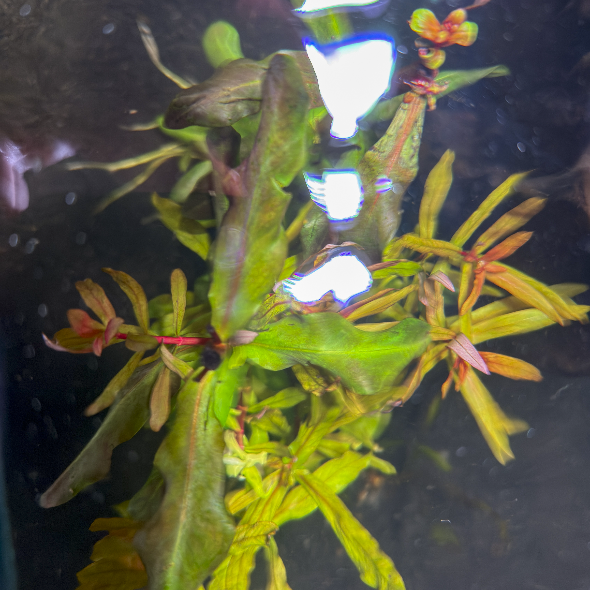 Ammannia Senegalensis