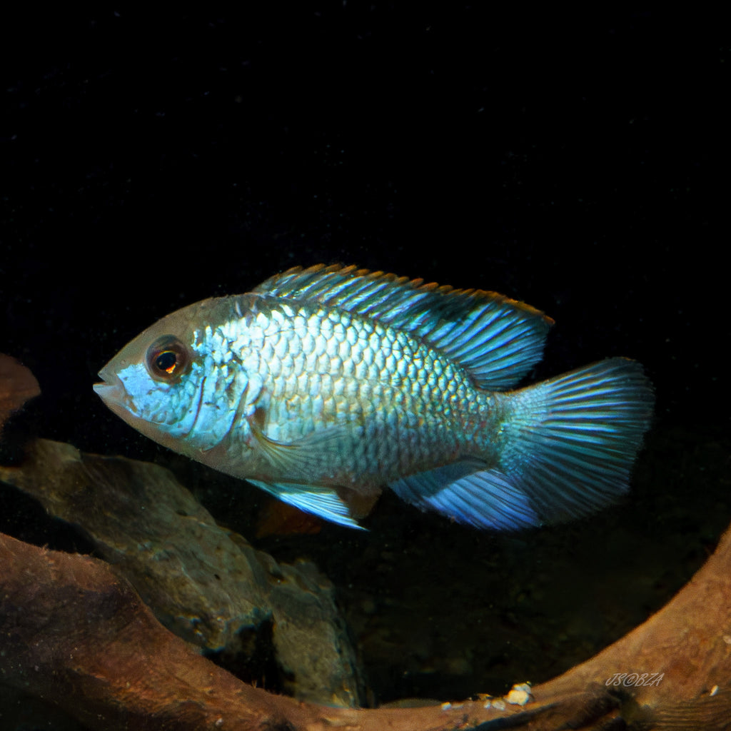 Electric Blue Acara